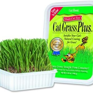 Miracle Care Cat-A’bout Cat Grass For Indoor Cats, 5.25 oz, Cat Grass …